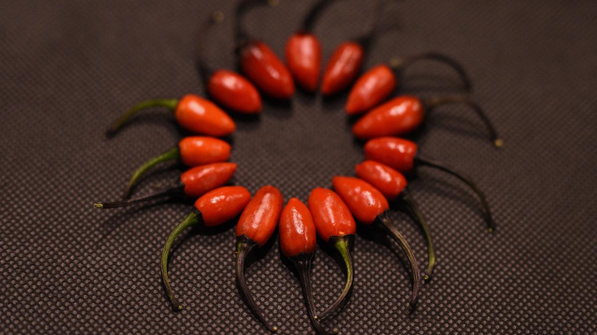 Pergoki Suami Serong Istri Sumpal Vagina Selingkuhan Pakai Cabai Health Liputan