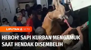 Seekor sapi yang hendak disembelih di Jakarta Pusat, Senin siang mengamuk dan sempat membuat heboh warga. Bahkan amukan sapi nyaris melukai warga yang tengah menonton proses penyembelihan sapi.