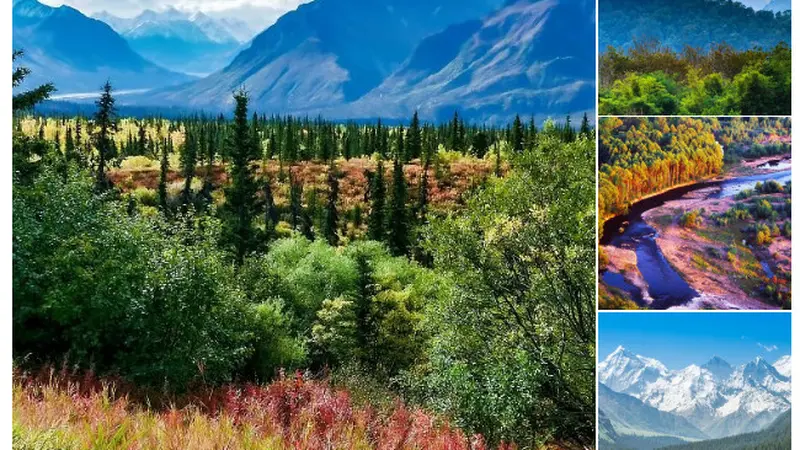 Merayakan Hari Menanam Pohon Nasional yang ke 41 tahun di China, Inilah 5 Hutan China yang Paling Indah