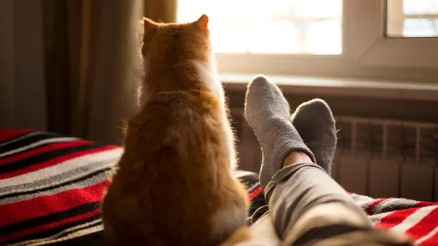 Jangan Langsung Dihukum, Ini Alasan Kucing Oren Sering Pipis di Tempat Tidur