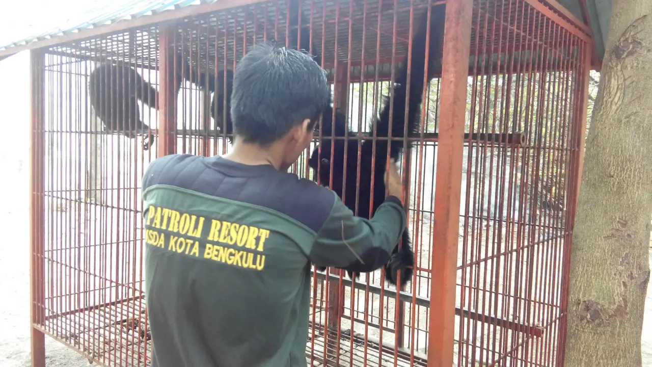 Siamang