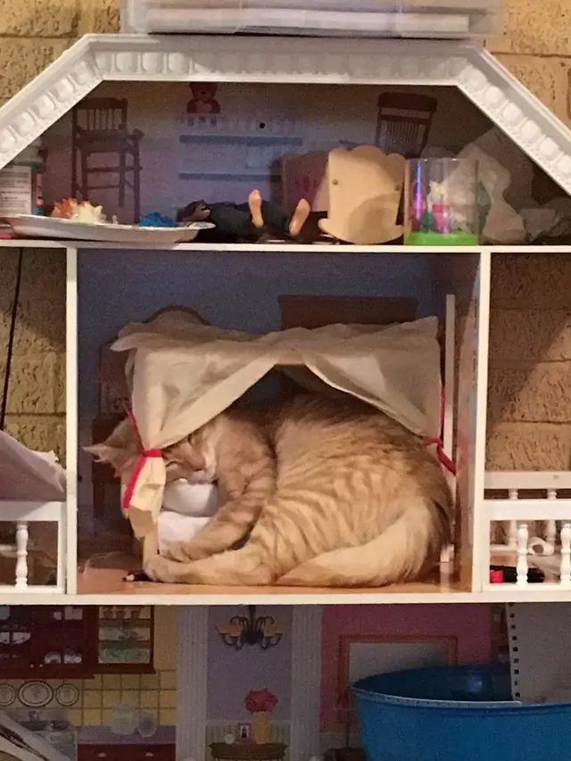 kucing tidur di tempat tak semestinya