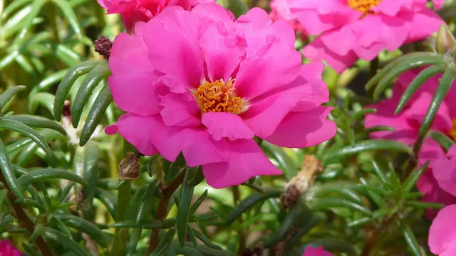 Portulaca