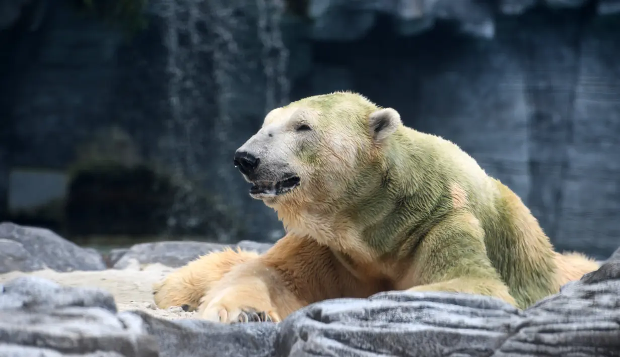 Aktivitas beruang kutub tua, Inuka saat berada di atas tempat tidur pasir dalam kandangnya di Kebun Binatang Singapura, Jumat (13/4). Inuka telah mencapai usia 27 tahun atau 70-an tahun pada manusia. (Roslan RAHMAN/AFP)