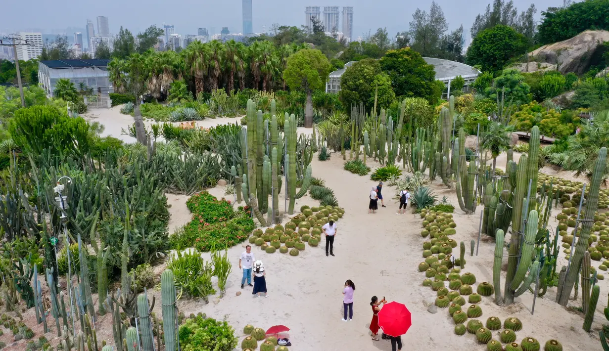 Foto dari udara yang diabadikan pada 9 September 2020 ini menunjukkan para wisatawan mengunjungi Kebun Raya Xiamen di Xiamen, Provinsi Fujian, China tenggara. Kebun raya tersebut didirikan pada 1960 silam dan mencakup area seluas 4,93 kilometer persegi. (Xinhua/Jiang Kehong)