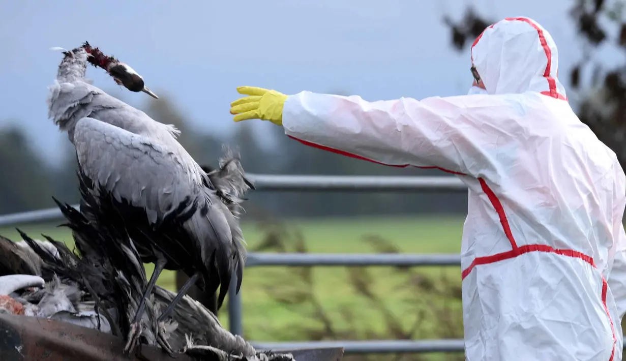 Seorang relawan melemparkan bangkai burung bangau yang diduga mati karena flu burung ke sebuah ladang dekat Linum, Jerman, pada 24 Oktober 2025. (RALF HIRSCHBERGER/AFP)