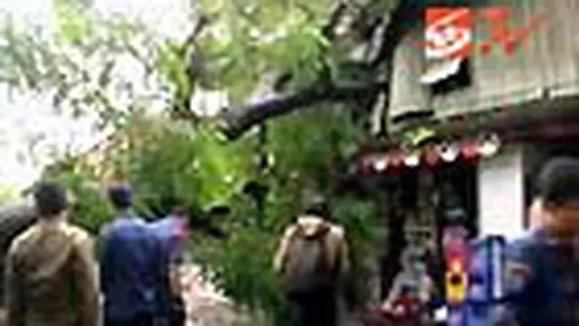 Angin Kencang, Pohon di Pejompongan Tumbang
