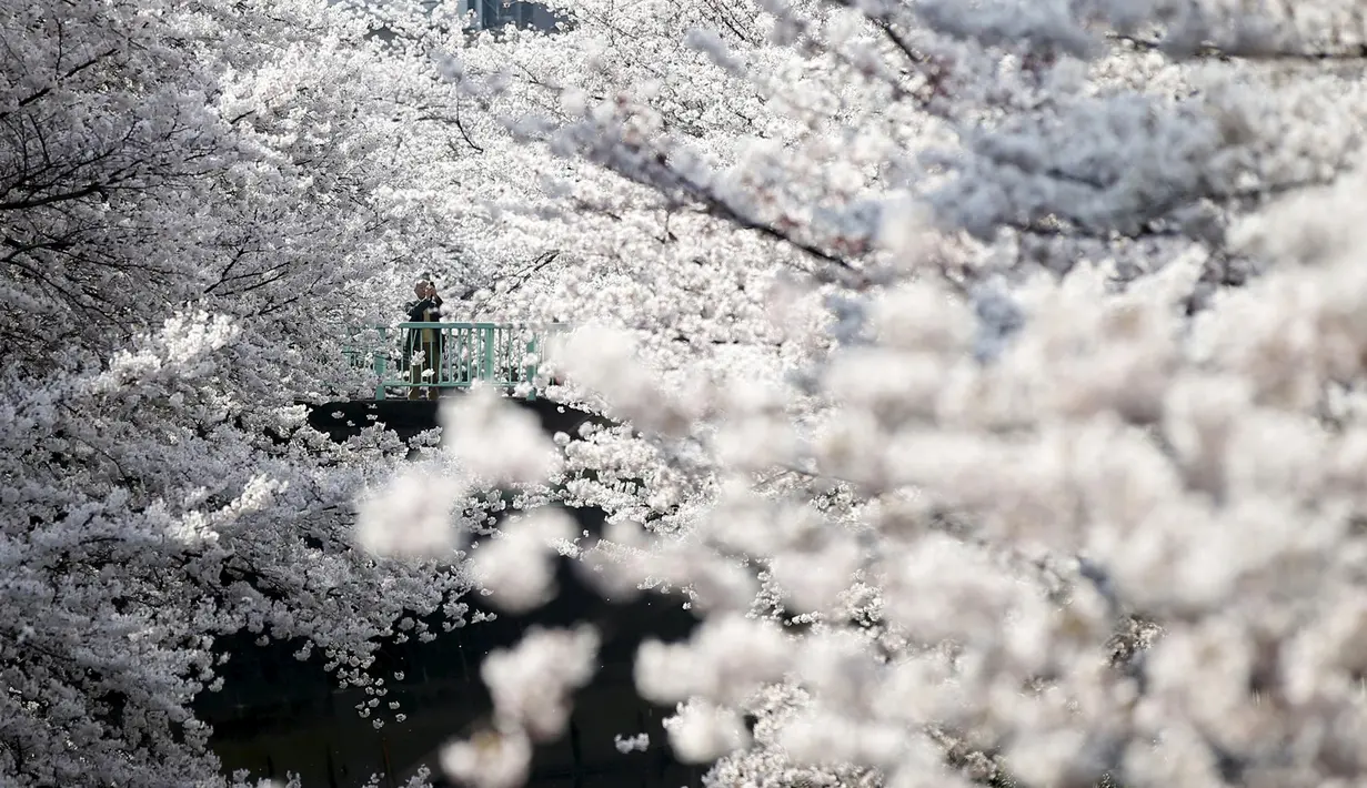 Seorang pria memotret bunga sakura yang bermekaran di Tokyo, Jepang, Senin (30/3/2015). Warga Jepang menikmati masa-masa mekarnya bunga sakura di seluruh negeri mereka. (REUTERS/Toru Hanai TPX IMAGES OF THE DAY)
