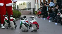 Sejumlah penguin berjalan beriring mengenakan kostum nuansa natal di Hakkeijima Sea Paradise di Yokohama, Jepang (12/12/2015). Kegiatan Natal di Hakkeijima Sea Paradise akan berjalan sampai tanggal 25 Desember (AFP PHOTO / Toshifumi Kitamura)
