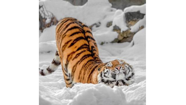 6 Pose Hewan saat Tidur Nungging Ini Bikin Gemas