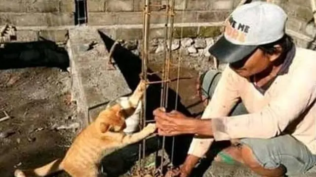 7 Potret Tingkah Kocak Kucing Membantu Manusia, Bikin Gemes
