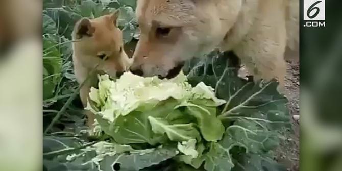 VIDEO: Viral Video Anjing Lahap Makan Sayur Kol