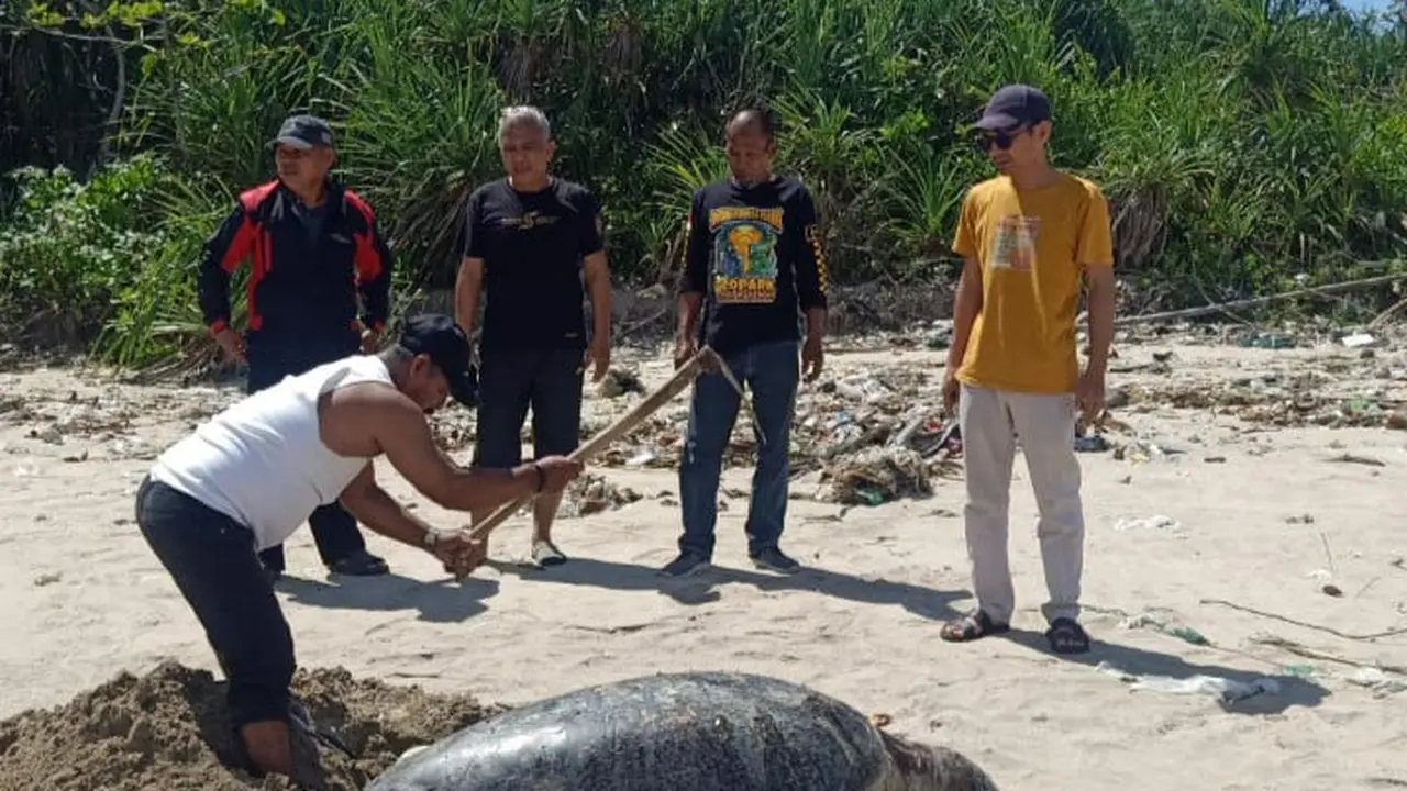 Warga saat menguburkan bangkai penyu hijau di Pantai Legok Salenggang, Desa Buniwangi, Kecamatan Surade, Kabupaten Sukabumi. (Liputan6.com/Istimewa).