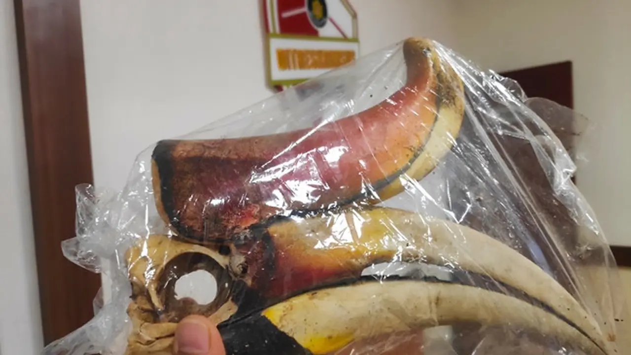 Paruh burung rangkong sitaan penyidik Subdit IV Reskrimsus Polda Riau.