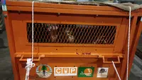 Gagal Diselundupkan ke Filipina, Orangutan Dikembalikan ke Habitatnya di Kalimantan