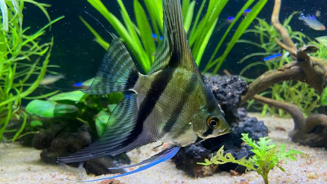 Angelfish