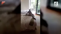 Seekor monyet liar masuk ke dalam kamar hotel di Meksiko.