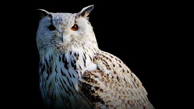 Jenis Burung Hantu Paling Populer