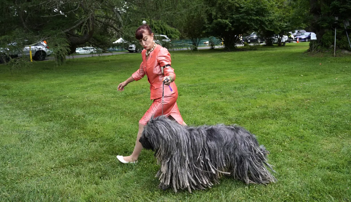 Seekor anjing gembala Bergamasco saat Westminster Kennel Club Dog Show di Lyndhurst Estate, Tarrytown, New York, Amerika Serikat, 12 Juni 2021. Pandemi COVID-19 membuat Westminster Kennel Club Dog Show tahun ini digelar tanpa penonton. (TIMOTHY A. CLARY/AFP)