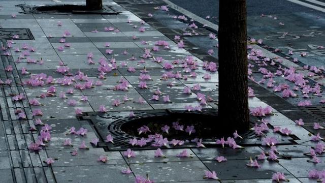 Bunga tabebuya di Surabaya (foto: Twitter/@BanggaSurabaya)