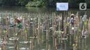 Pekerja membudidayakan bibit pohon mangrove di Taman Wisata Alam Mangrove, Angke Kapuk, Jakarta, Kamis (23/6/2022). Kawasan hijau seluas 99,82 hektare ini dikenal sebagai kawasan konservasi alam mangrove yang dimanfaatkan untuk wisata dan rekreasi alam. (merdeka.com/Arie Basuki)