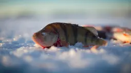 Ikan Bass hasil memancing di laut Bothnia yang sedang membeku, Vaasa, Finlandia (29/12). Suhu yang sangat ekstrem, pemancing dapat melakukan aksinya di tengah laut dengan berjalan kaki. (AFP PHOTO/Olivier Morin)