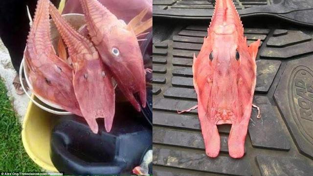 Nelayan Temukan Makhluk Misterius Mirip Naga Di Dasar Laut Citizen6 Liputan6 Com