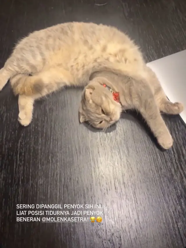 Momen Enzy Storia dan Molen Kasetra membagikan cerita manis bersama seekor kucing betina jenis Scottish Fold bernama Phoebe (Instagram/@enzystoria)
