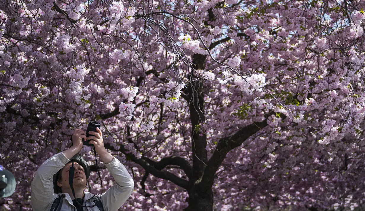 <p>Pada tahun 1998, sebanyak 63 pohon sakura dari Jepang ditanam di sekitar taman tersebut. (Jonathan NACKSTRAND / AFP)</p>