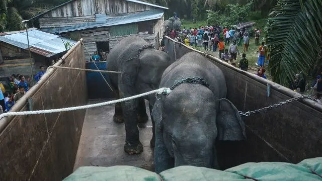 Dua gajah liar jantan yang berhasil dimasukkan ke truk untuk dibawa ke habitat gajah lainnya.