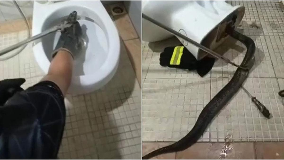 Ular Besar 3 Meter Tersangkut di Mangkuk Toilet, Evakuasi Berlangsung Dramatis