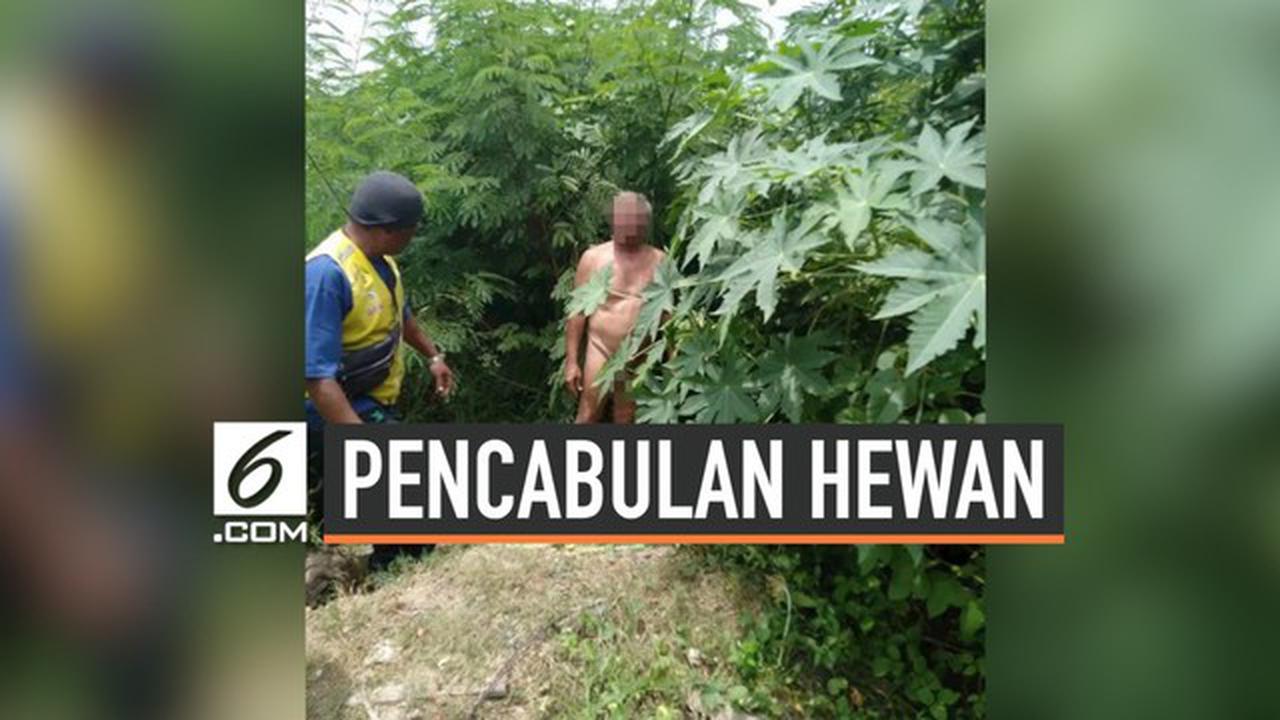 VIDEO: Kakek 68 Tahun Terciduk Cabuli Sapi di Semak-semak