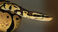 Ilustrasi ular piton