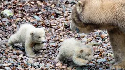 Dua anak beruang kutub berjalan di sebelah sang induk "Malik" selama tamasya pertama mereka di Kebun Binatang Aalborg, Denmark, 4 Maret 2020. Kebun Binatang ini membiarkan penghuni baru tersebut melakukan langkah pertamanya di dunia luar. (Henning Bagger/Ritzau Scanpix/AFP)