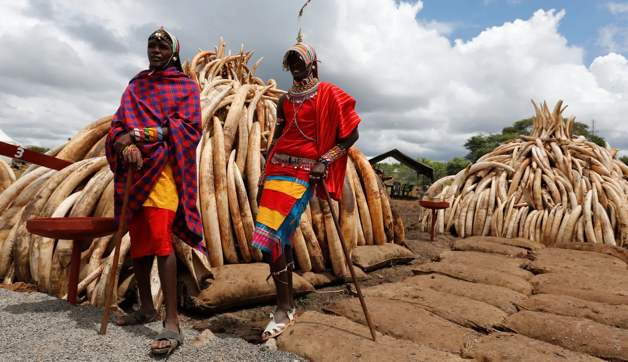 Warga dari suku tradisional Maasai berpose di dekat tumpukan gading yang disita Petugas Patroli Kenya, Jumat (28/4/2016). Gading gajah sebanyak 105 ton tersebut rencananya akan dimusnahkan dengan dibakar. (Reuters/Thomas Mukoya)