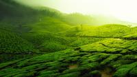 ilustrasi kebun teh  (sumber: Pixabay)
