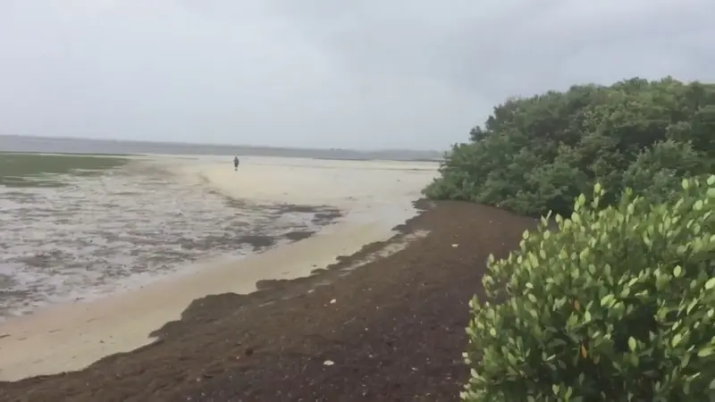 Fenomena Aneh Badai Irma Sedot Pantai di Florida