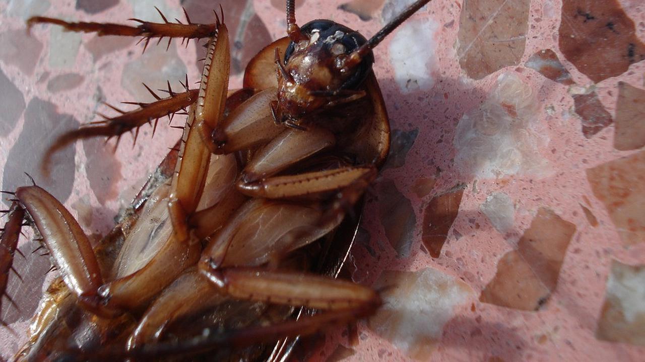 Ilustrasi kecoak (Pixabay)