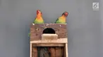 Sepasang burung lovebird di sebuah peternakan kawasan Duren Sawit, Jakarta, Minggu (23/9). Burung yang berasal dari Afrika ini merupakan salah satu hewan primadona bagi para pecinta burung kicau. (Merdeka.com/Iqbal Nugroho)