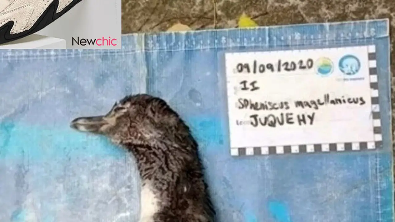 Miris, Nasib Pinguin Ini Tersedak Masker N9 Ketika Sedang Mencari Makanan