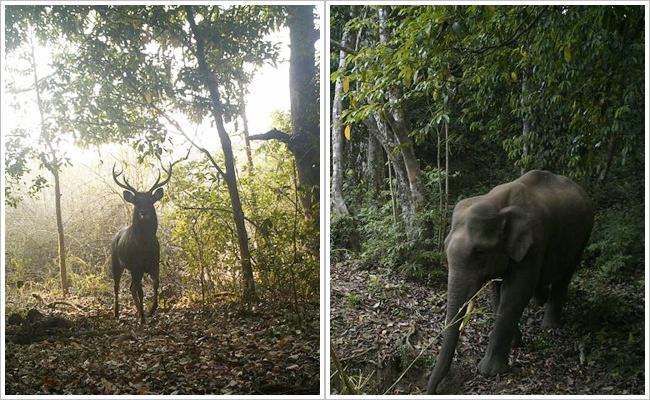 Hutan buatan Anil dan Pamela dihuni beragam hewan liar | Photo: Copyright oddyticentral.com