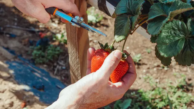Kebun strawberry
