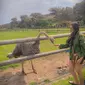 Tangan Ashanty dipatok burung unta atau ostrich saat liburan ke Afrika Selatan (Dok.Instagram/@ashanty_ash/https://www.instagram.com/p/B2mcBSlJYFE/Komarudin)