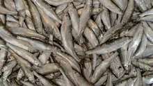 Ilustrasi ikan wader. (Photo by Mark Jcob on Unsplash)