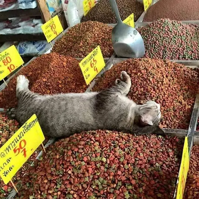 6 Tingkah Kucing di Pasar Ini Nyeleneh Banget, Bikin Penjual dan Pembeli Heran