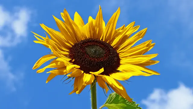 [Bintang] Bunga Terbesar di Dunia