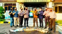 Serah terima buaya yang ditangkap polisi ke petugas BBKSDA Riau di Kabupaten Pelalawan. (Liputan6.com/Dok BBKSDA Riau)