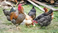 10 Hewan Pemakan Serangga yang Bisa Dipelihara di Pekarangan, Ampuh Usir Hama