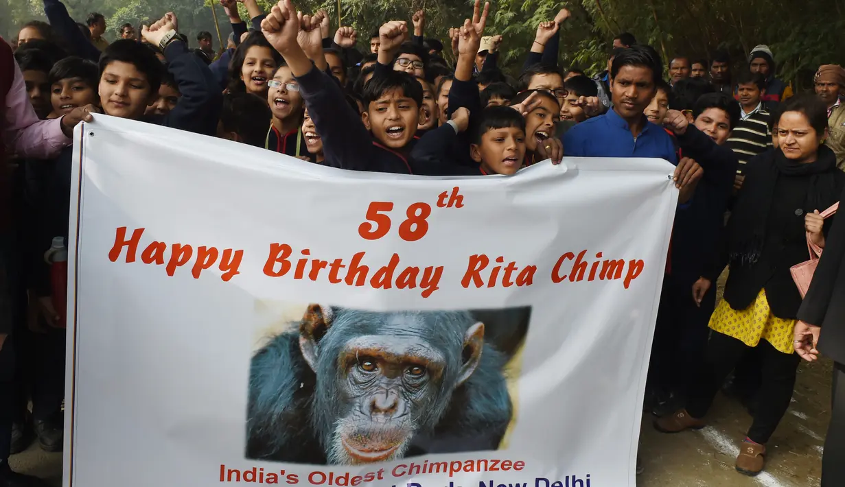Anak-anak sekolah India membawa spanduk untuk merayakan ulang tahun simpanse bernama Rita yang berusia 58 tahun di sebuah kebun binatang di New Delhi (14/12). Rita merupakan simpanse tertua di India yang kini usianya 58 tahun. (AFP Photo/Money Sharma)
