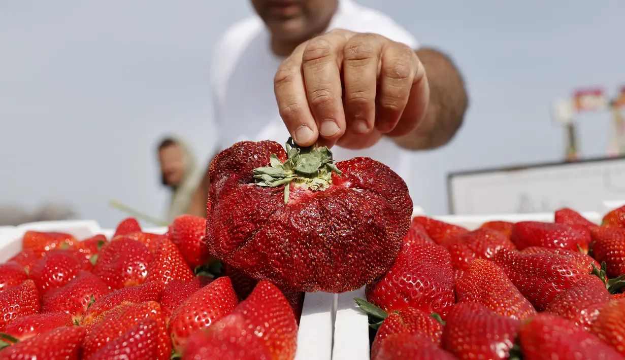 Petani Israel Tzachi Ariel menampilkan stroberi seberat 289 gram yang ditemukan di ladang pertaniannya dan memecahkan rekor Guinness World Records baru untuk stroberi terberat, di desa Kadima di Israel tengah pada 17 Februari 2022. (JACK GUEZ / AFP)